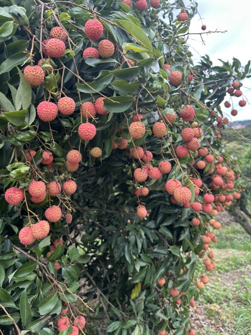 灵山桂味