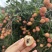 灵山桂味