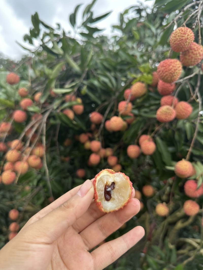 灵山桂味