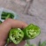 杭椒大量现货