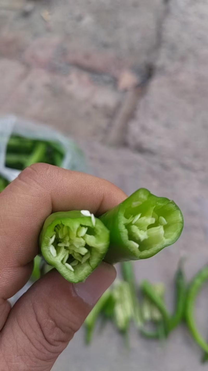 杭椒大量现货