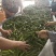 杭椒大量现货