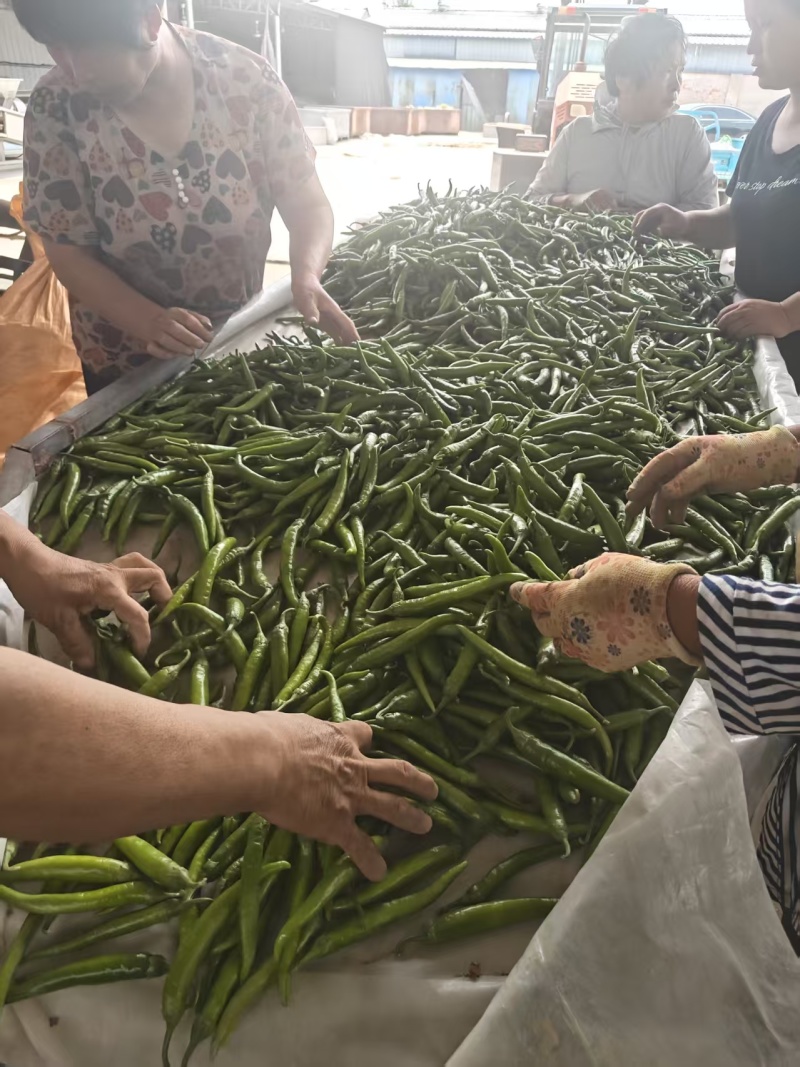 杭椒大量现货