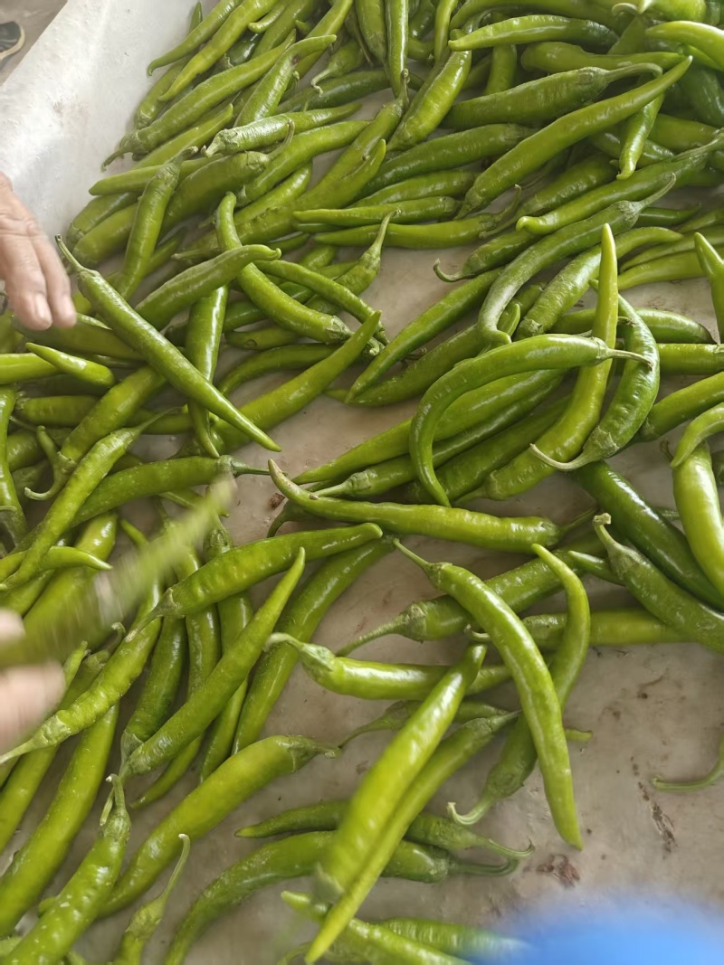 杭椒大量现货