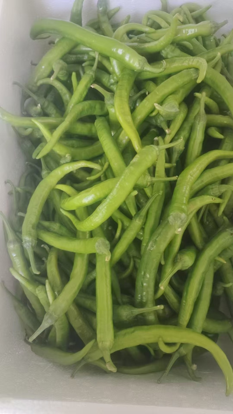 杭椒大量现货