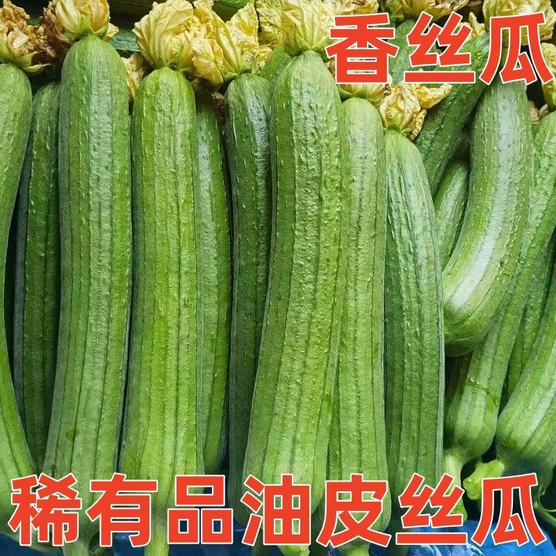 无锡江阴精品油皮香丝瓜，油皮丝瓜，油皮香丝瓜，