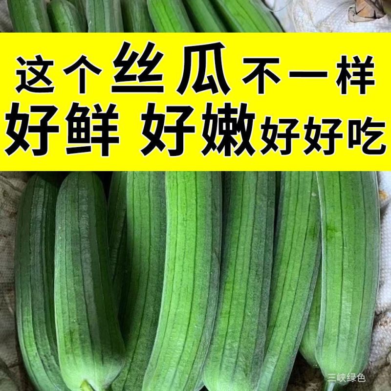 无锡江阴精品油皮香丝瓜，油皮丝瓜，油皮香丝瓜，