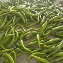 杭椒大量现货