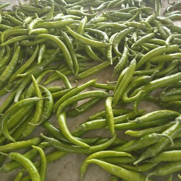 杭椒大量现货
