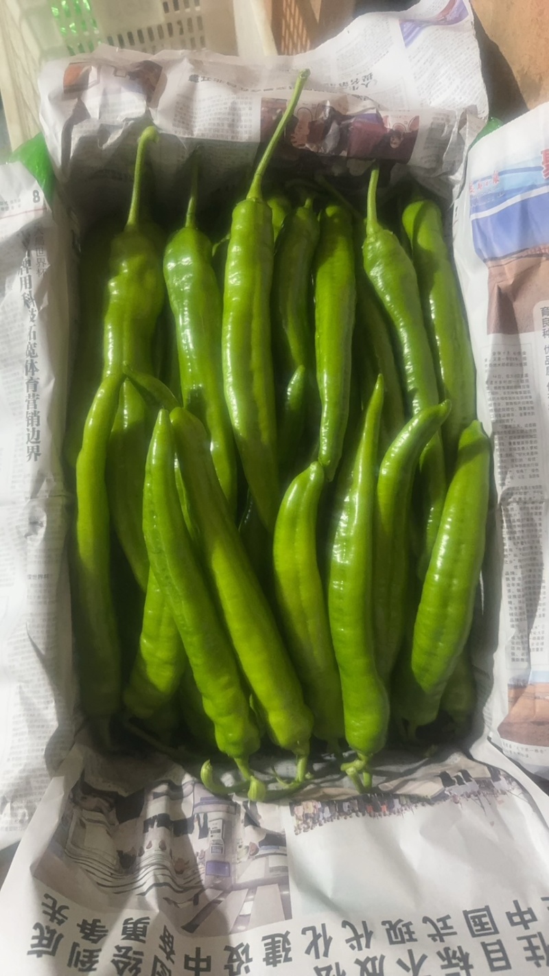 绿皮长剑尖椒