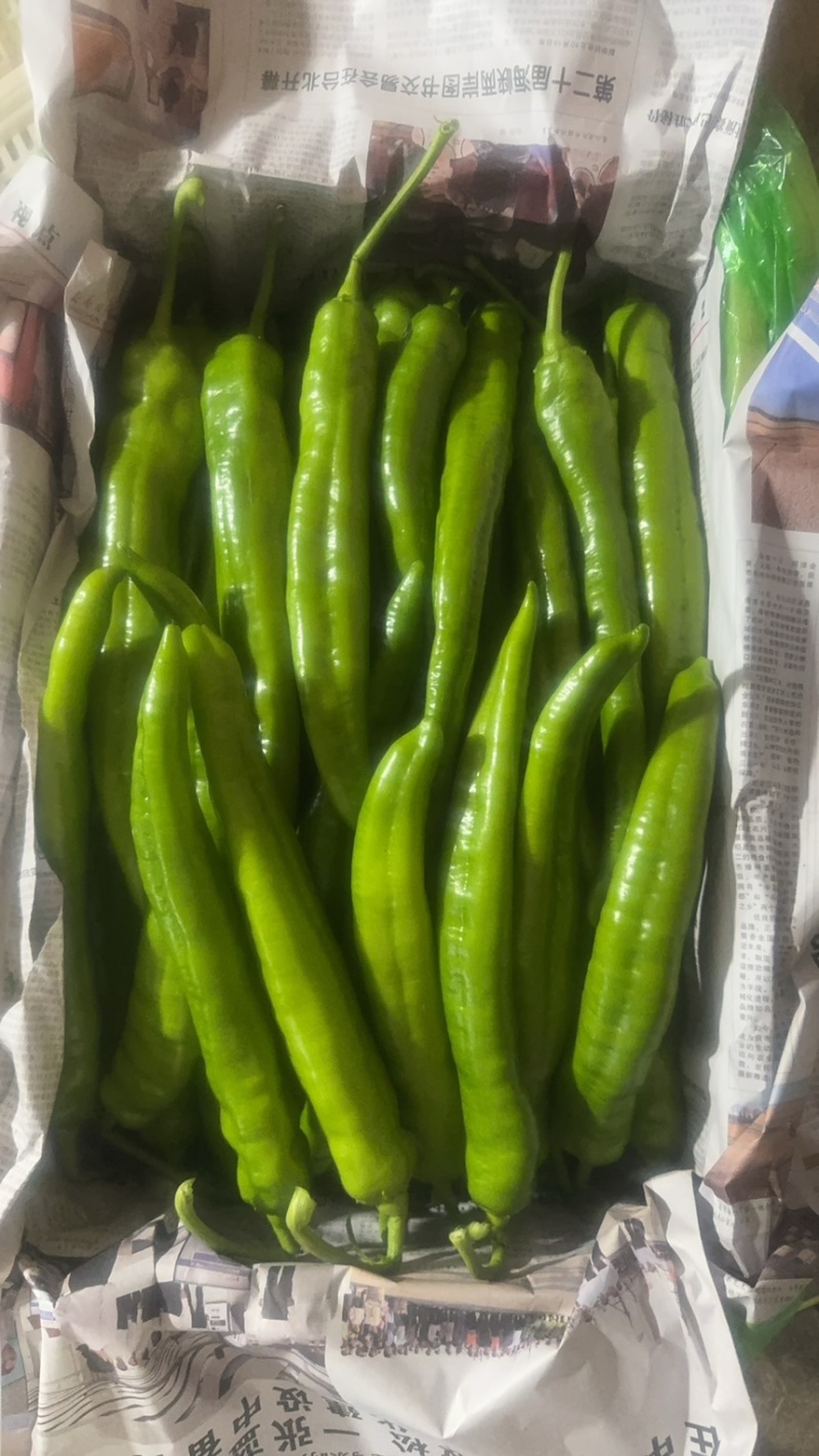绿皮长剑尖椒