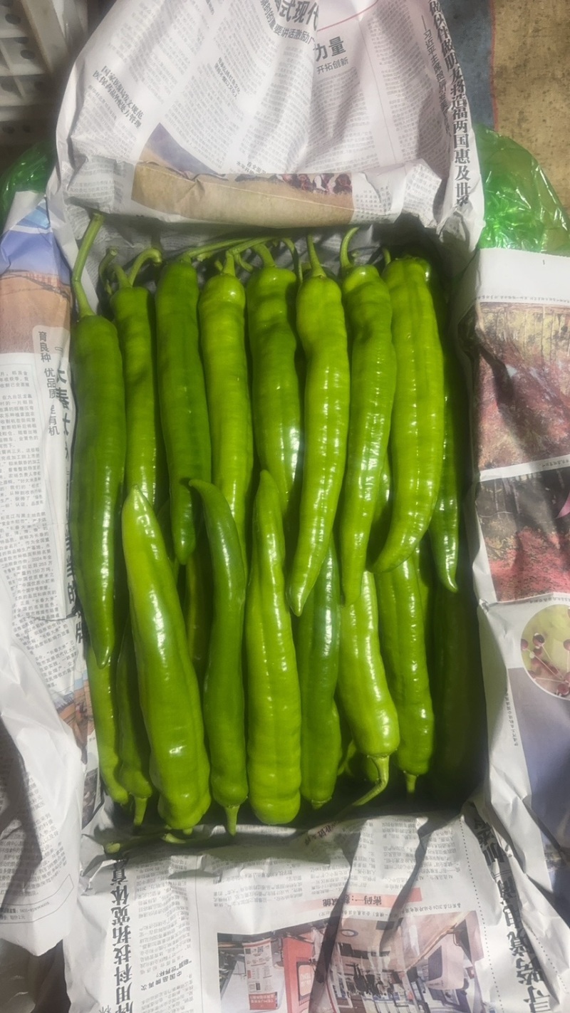 绿皮长剑尖椒