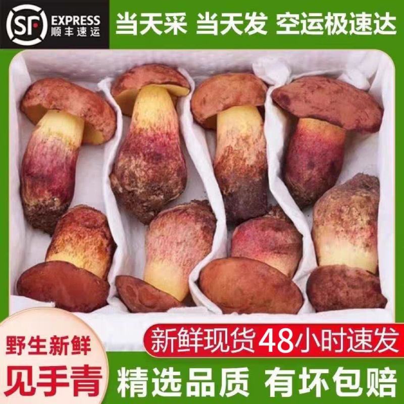 正宗云南野生菌，**电商渠道，一件代发。