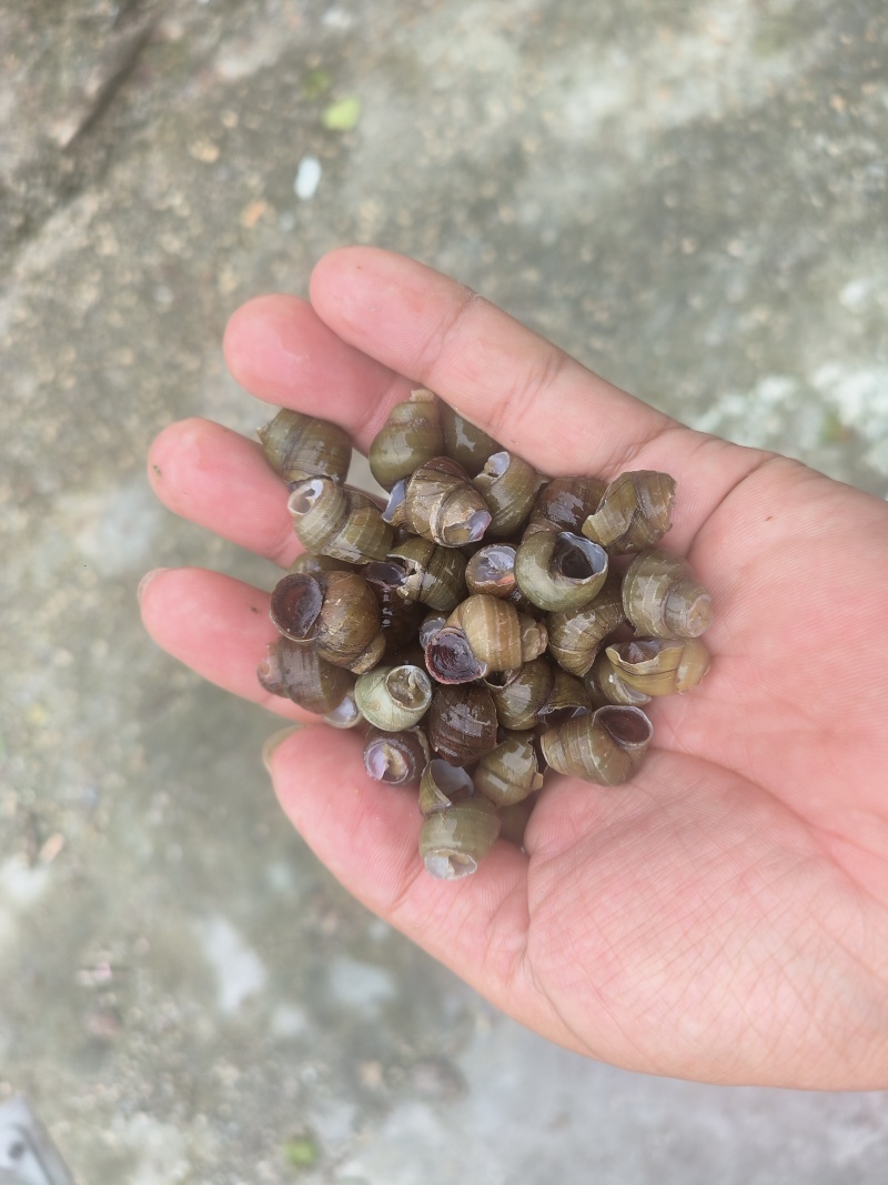 一口螺蛳，鲜香爆汁，给味蕾来场狂欢盛宴