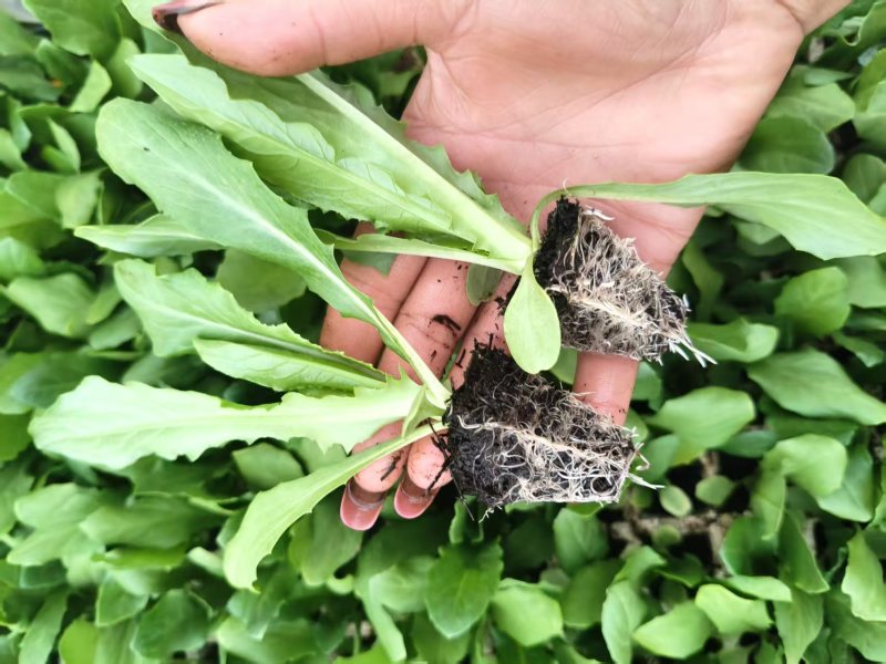 云南油麦菜苗精品油麦菜苗云南基地直供成活率高