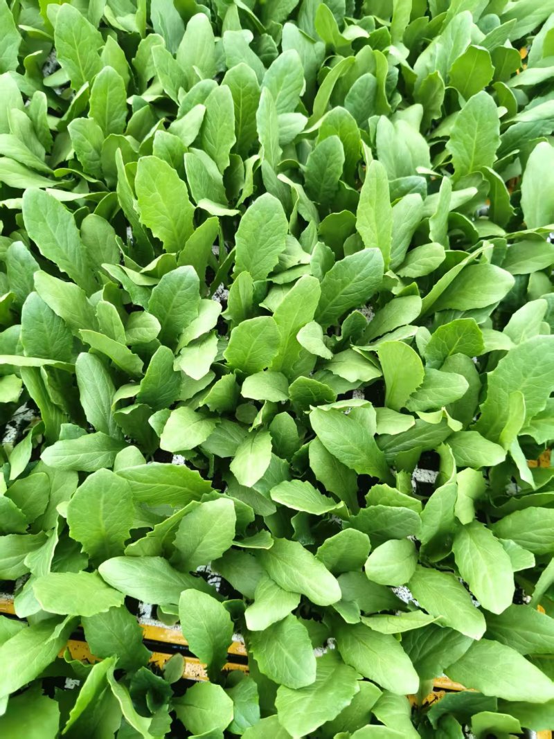 云南油麦菜苗精品油麦菜苗云南基地直供成活率高