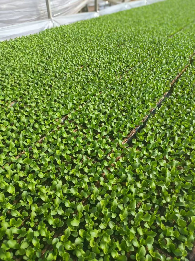 云南油麦菜苗精品油麦菜苗云南基地直供成活率高