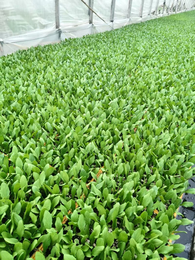 云南油麦菜苗精品油麦菜苗云南基地直供成活率高