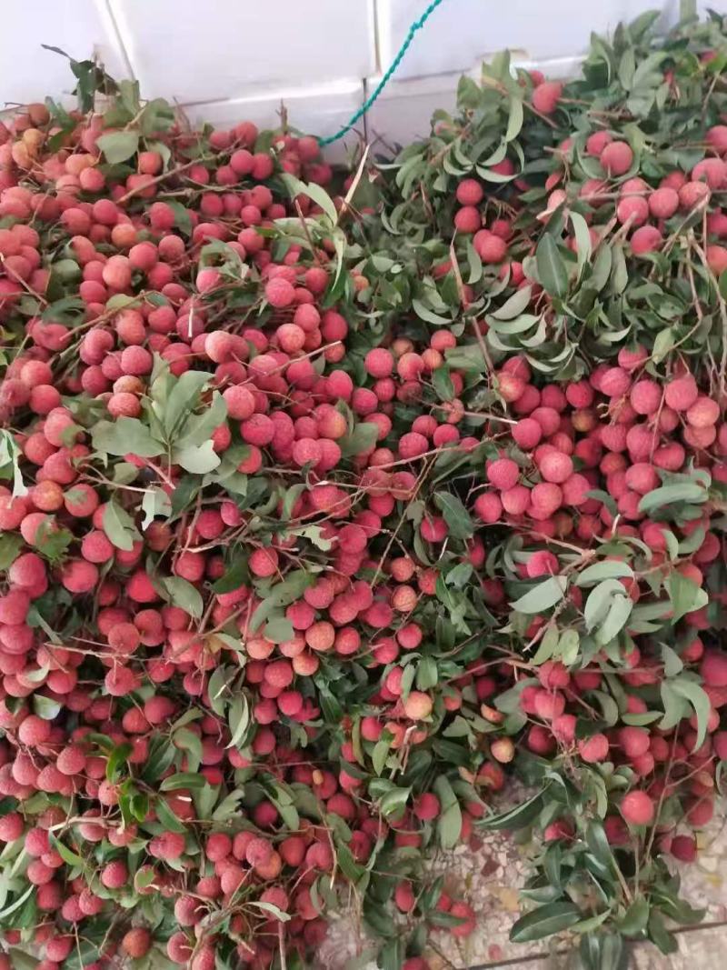 广西仙进奉荔枝，禾荔荔枝质量保证满意。