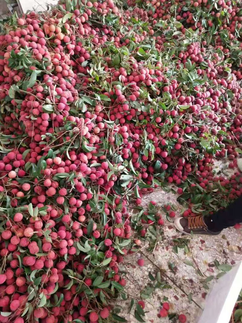 广西仙进奉荔枝，禾荔荔枝质量保证满意。