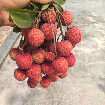 广东汕尾陆丰凤花荔枝、*后一批成熟的品种，清甜花香味