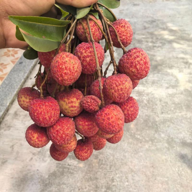 广东汕尾陆丰凤花荔枝、*后一批成熟的品种，清甜花香味