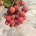 广东汕尾陆丰凤花荔枝、*后一批成熟的品种，清甜花香味