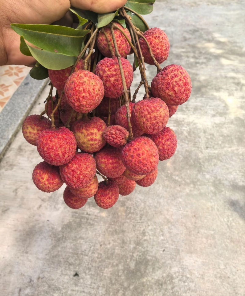 广东汕尾陆丰凤花荔枝、*后一批成熟的品种，清甜花香味