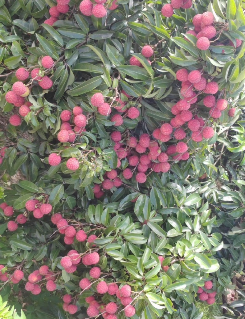 广东汕尾陆丰凤花荔枝、*后一批成熟的品种，清甜花香味