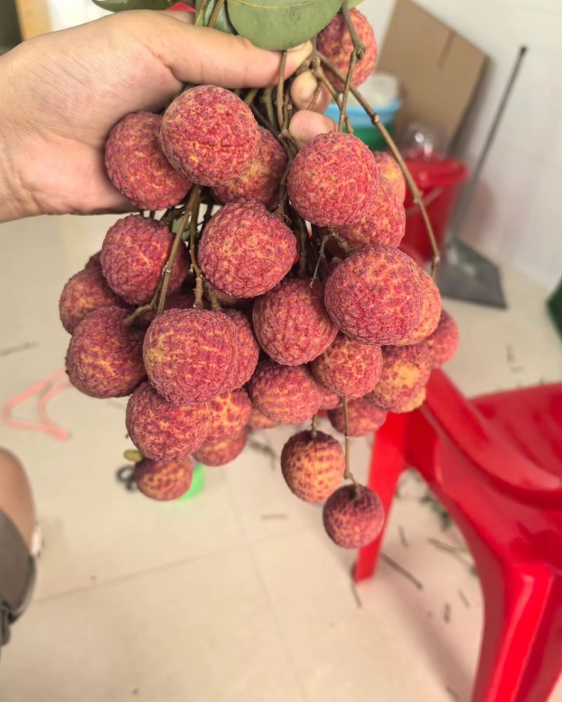 广东汕尾陆丰凤花荔枝、*后一批成熟的品种，清甜花香味