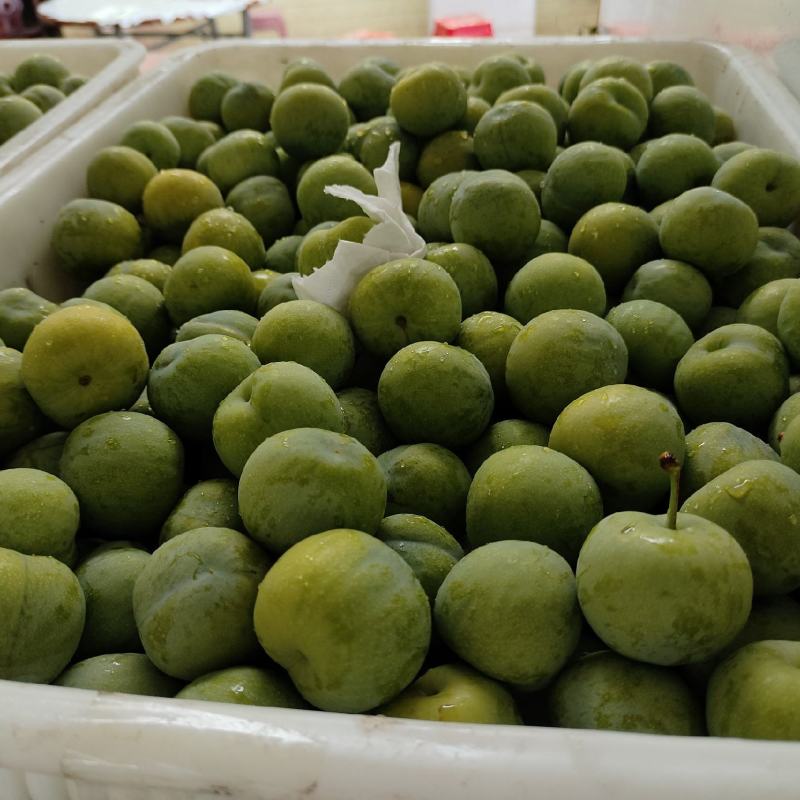 青脆李大量供货，电商果日供40000斤