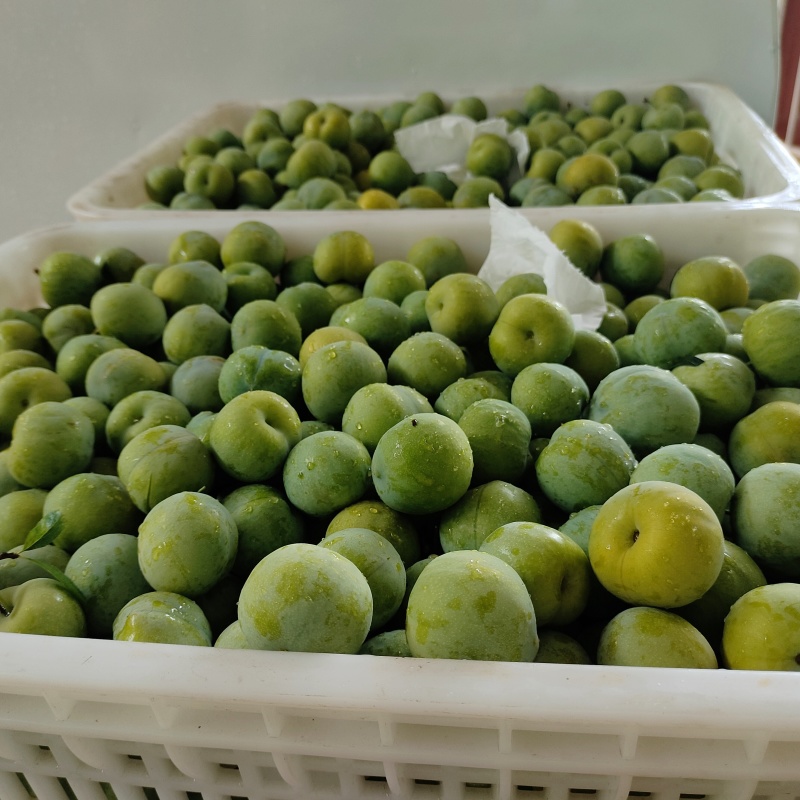 青脆李大量供货，电商果日供40000斤