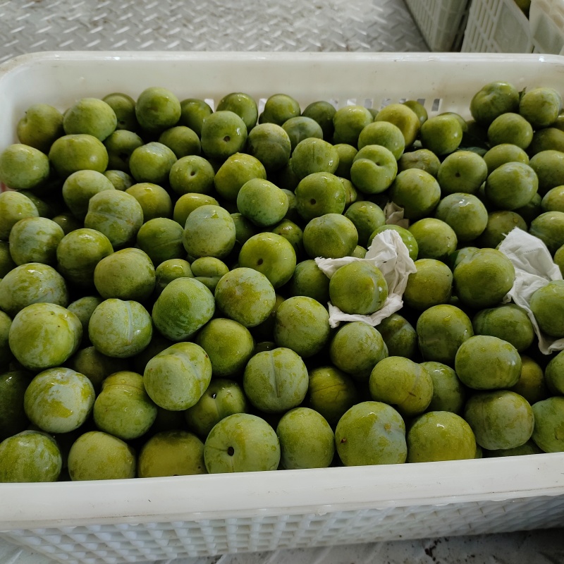青脆李大量供货，电商果日供40000斤