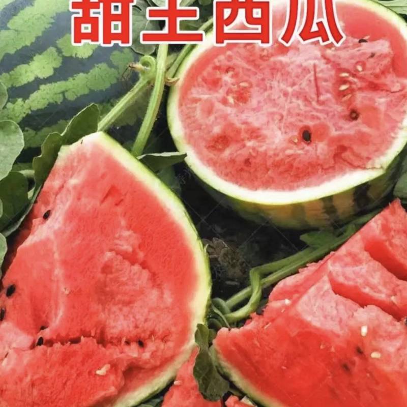 甜王西瓜大量上市基地直供量大从优可视频看过欢迎来电