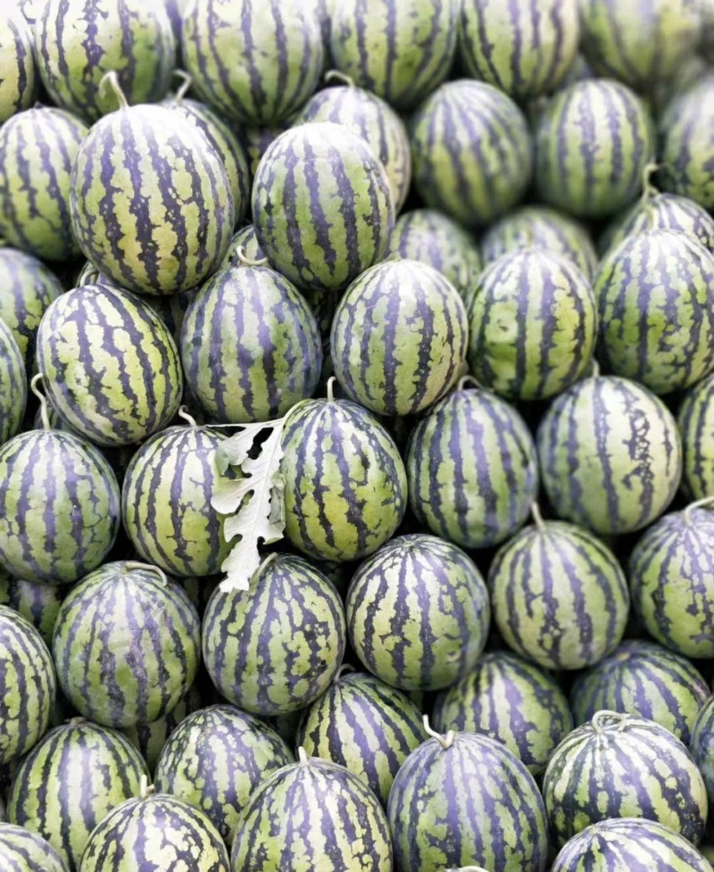 甜王西瓜大量上市基地直供量大从优可视频看过欢迎来电