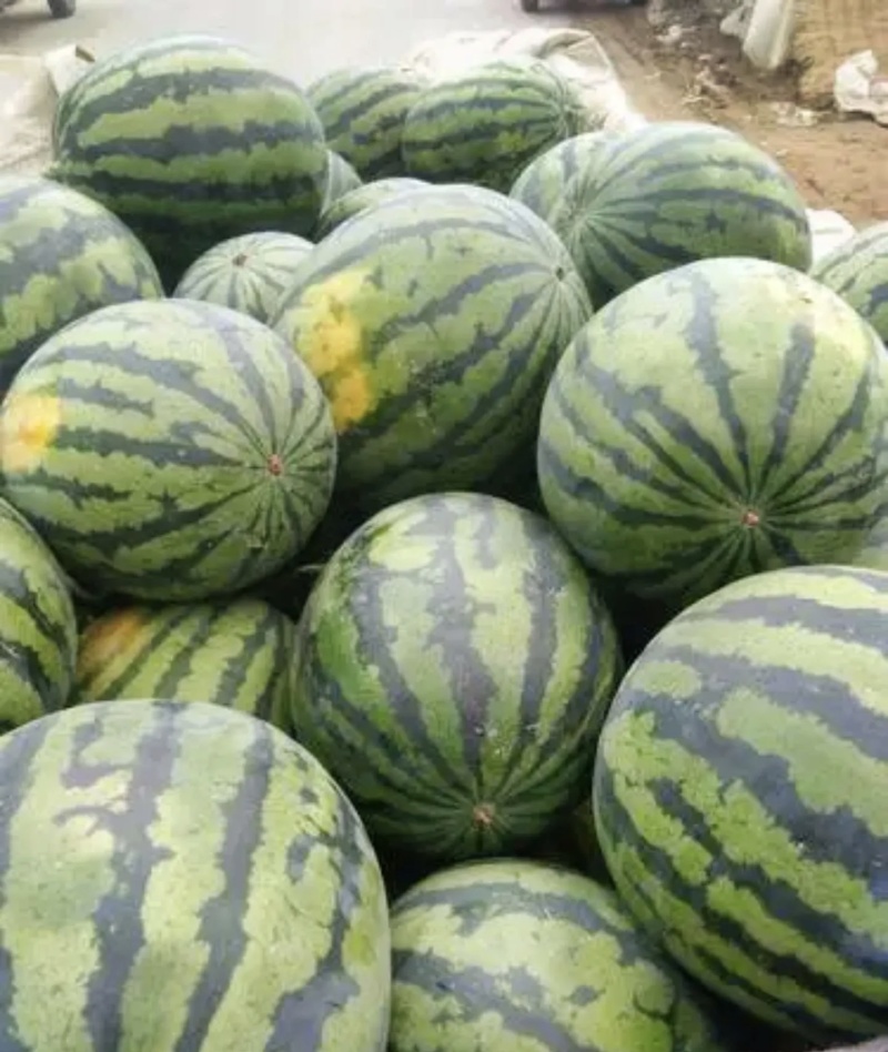 甜王西瓜大量上市基地直供量大从优可视频看过欢迎来电