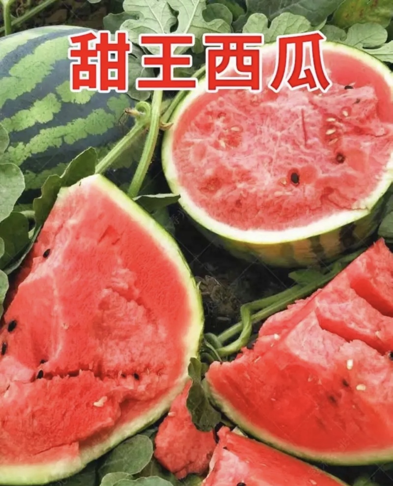 甜王西瓜大量上市基地直供量大从优可视频看过欢迎来电