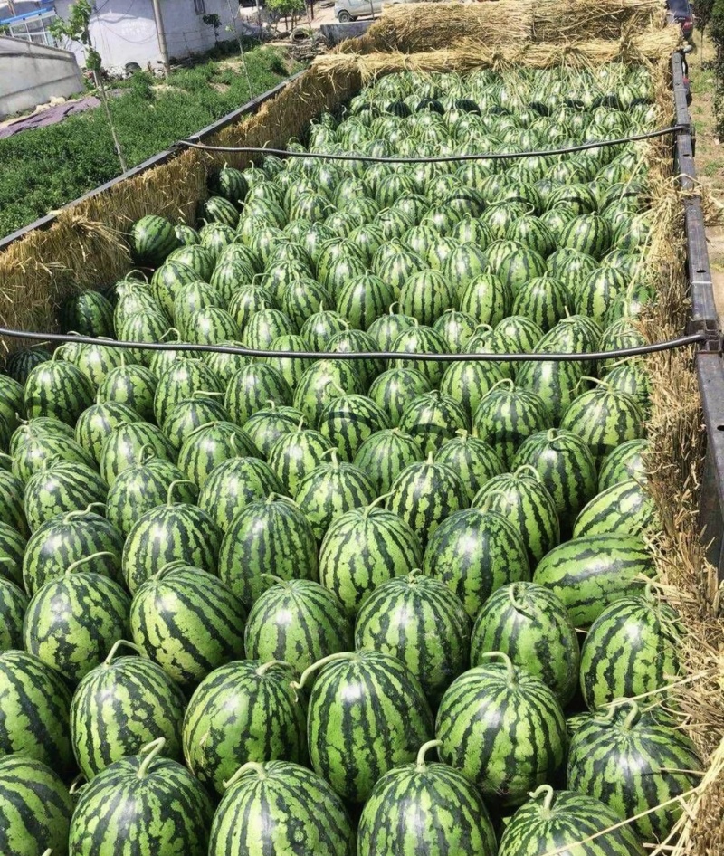 甜王西瓜大量上市基地直供量大从优可视频看过欢迎来电
