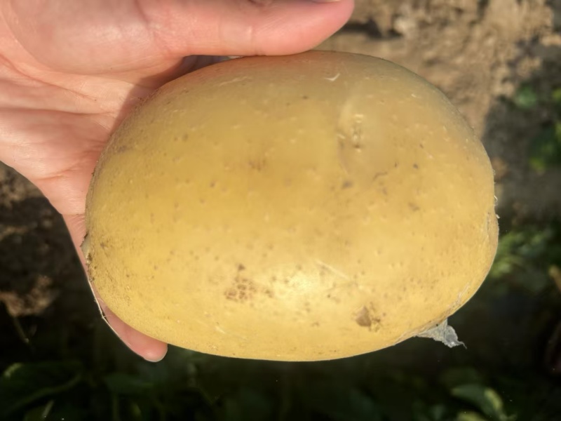 河北精品土豆，黄皮黄心3两起步，欢迎全国客商……