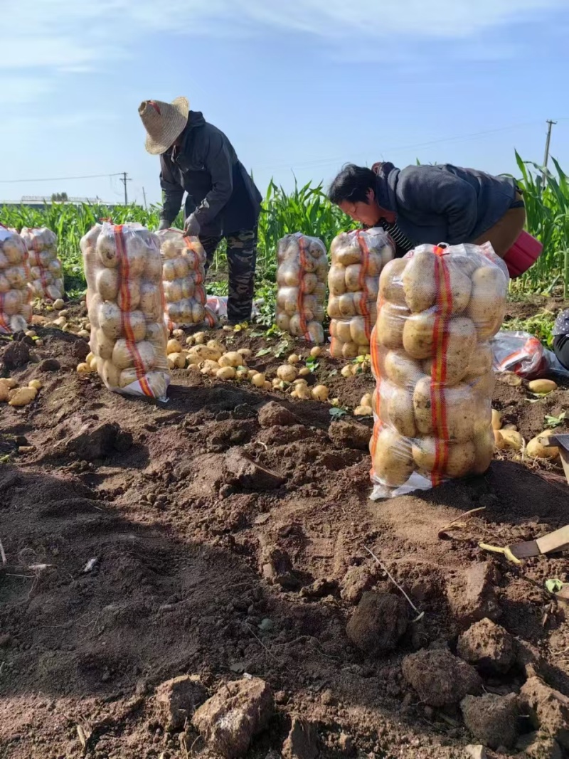 河北精品土豆，黄皮黄心3两起步，欢迎全国客商……