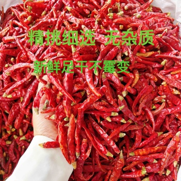 印度魔鬼辣椒S17巨辣爆辣干辣椒