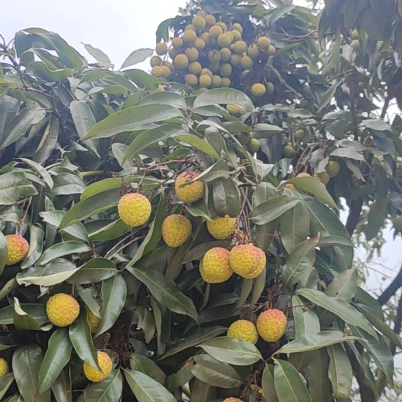 广西灵山糯米糍大量供应