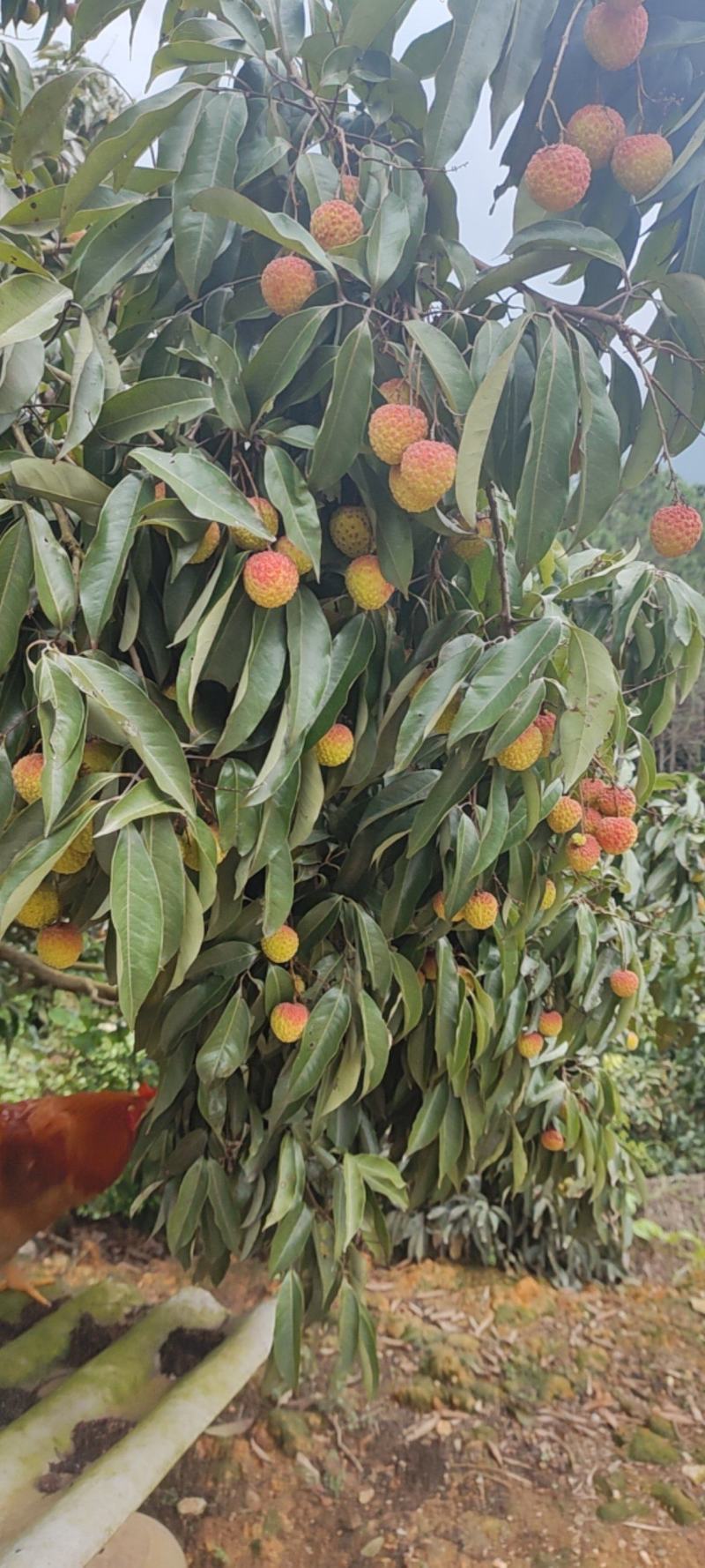 广西灵山糯米糍大量供应