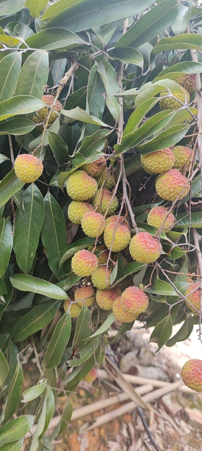 广西灵山糯米糍大量供应