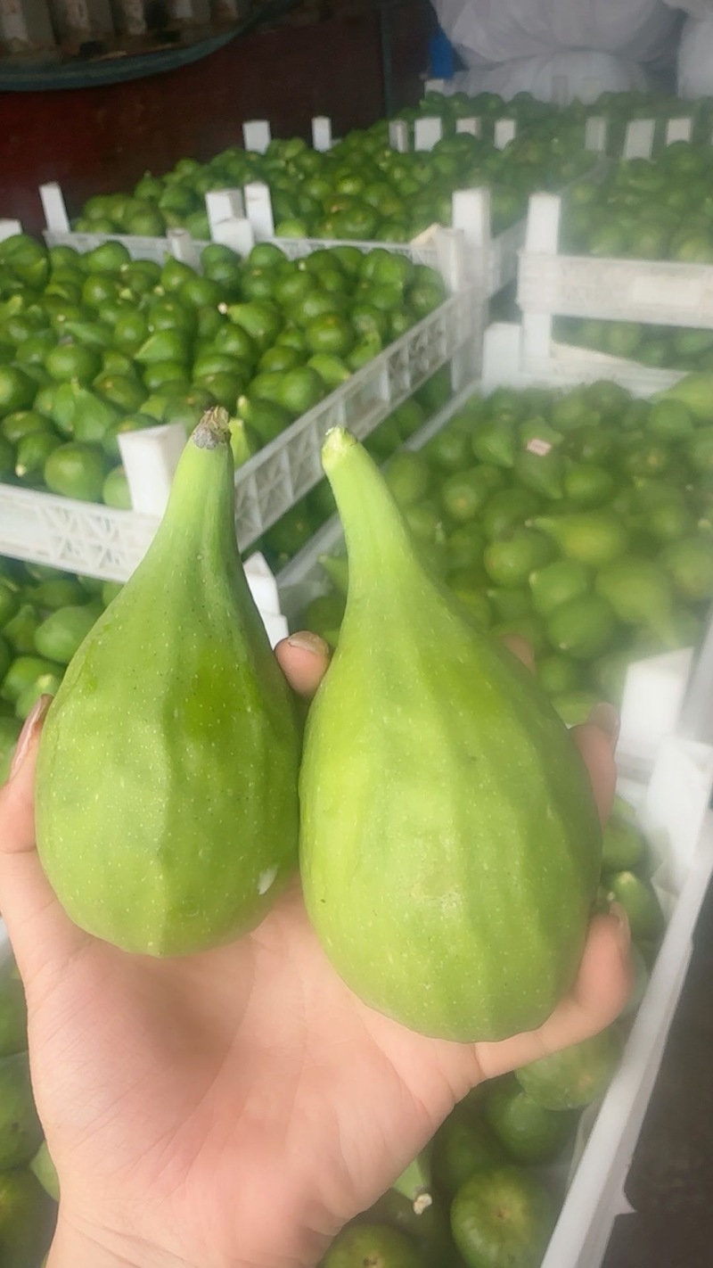 威海青皮无花果春果
