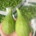 威海青皮无花果春果