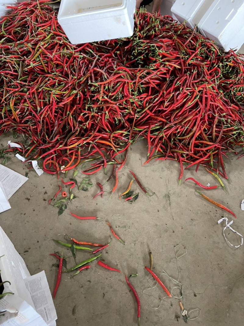 【推荐】精品红辣椒/产地直发/视频看货/诚信代办