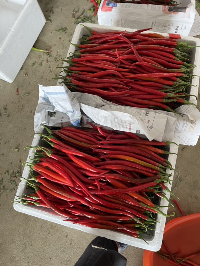 【推荐】精品红辣椒/产地直发/视频看货/诚信代办