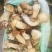 【鲜牛肝菌】不开伞云南昆明牛肝菌土特产产地直销量大从优