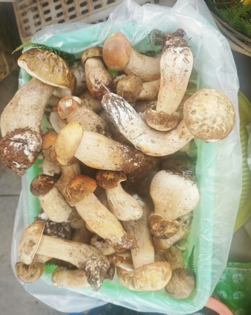 【鲜牛肝菌】不开伞云南昆明牛肝菌土特产产地直销量大从优